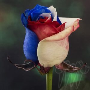 D 10-July 4th